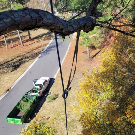 Commercial Tree ServicesServices in Maple Hill, NC, and Surrounding Areas Icon