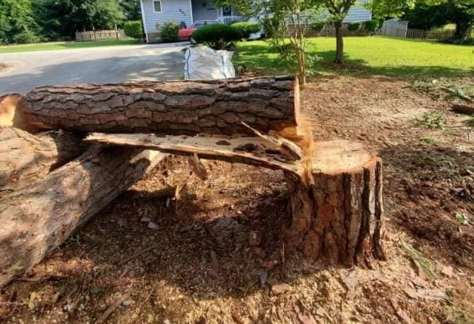 Tree Removal Services in Maple Hill, NC, and Surrounding Areas Tree Removal Services in Maple Hill, NC, and Surrounding Areas