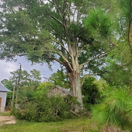 Tree Trimming & Pruning Services in Maple Hill, NC, and Surrounding Areas Icon